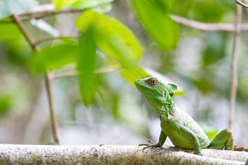 Iguana in Tortuguero Costa Rica