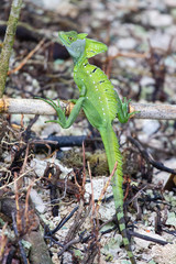 Iguana in Tortuguero Costa Rica
