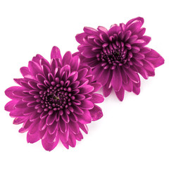 Lilac chrysanthemum flower isolated on white background