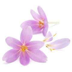 Obraz na płótnie Canvas lilac crocus flowers isolated on white background