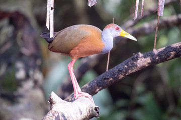 heron in tortuguero costa rica
