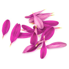 Lilac chrysanthemum flower petals isolated on white background