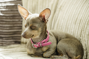 Little dog sitting on couch
