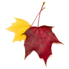 colorful autumn maple leaf isolated on white background