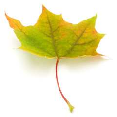 colorful autumn maple leaf isolated on white