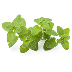 Fototapeta na wymiar Oregano or marjoram leaves isolated on white background cutout