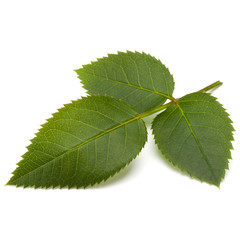 Green rose leaf isolated on white background cutout