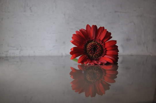 Gerbera