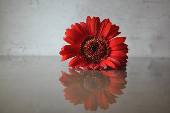 Gerbera