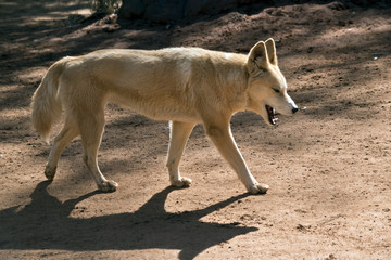 golden dingo