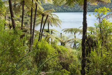 black tree ferns growing in rainforest near Rotorua,  New Zealand