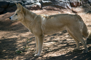 golden dingo