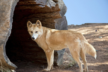 golden dingo