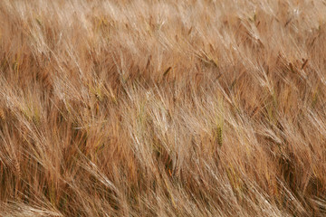 Wheat field in summer