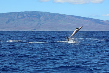 Wild dolphin performing a pirouette - Hawaii © jerzy