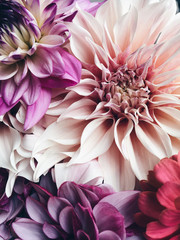 Dahlia's - obrazy, fototapety, plakaty