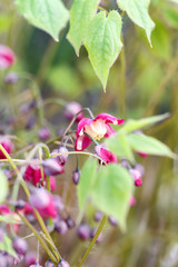 purple barrenwort (epimedium) flourishing in the garden