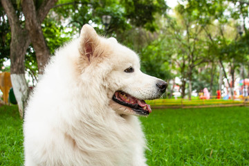 Obraz premium dog look the city