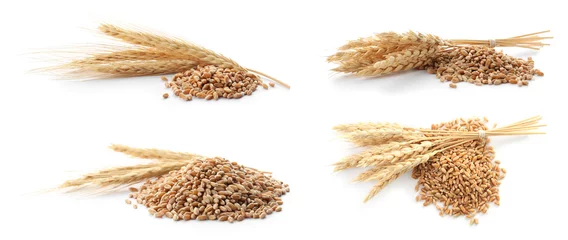 Poster Set with spikelets and cereal grains on white background © New Africa