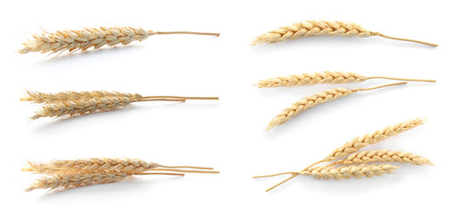 Set with spikelets on white background. Cereal grains