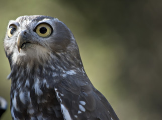 barking owl