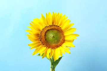 Obraz premium Beautiful bright sunflower on color background