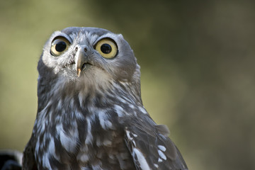 barking owl
