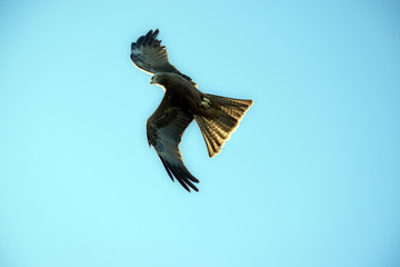 black kite