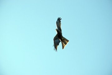 black kite