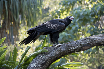 wedge tailed eagle