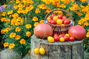 Colorful tomatoes, red, yellow, orange on rustic wooden background. Cherry tomatoes in basket. Place for text.