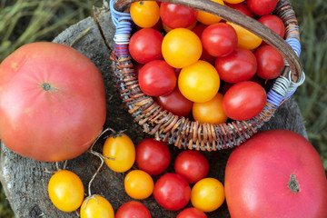 Autumn harvesting. Colorful tomatoes, red, yellow, orange on rustic wooden background.