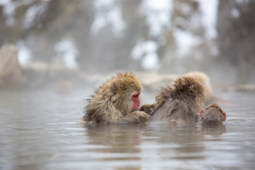 Naklejka premium macaque monkey in a bath in japan