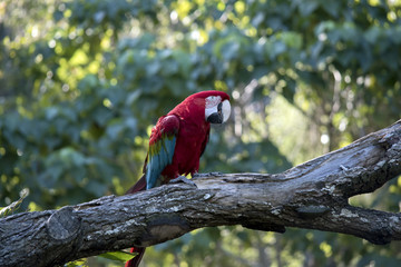 scarlet macaw