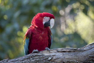 scarlet macaw