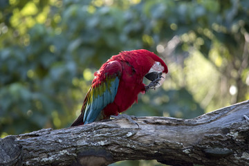 scarlet macaw
