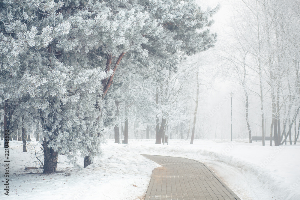 Poster winter snowy park