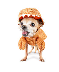 cute chihuahua dressed in a dinosaur costume isolated on a white background