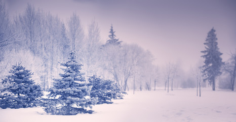 Christmas trees with hoarfrost in park