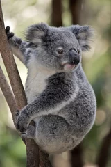 Tableaux ronds sur aluminium brossé Koala joey koala