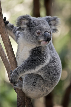 joey koala