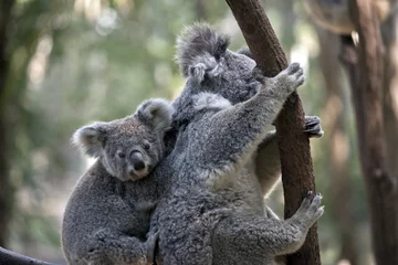 Papier Peint photo autocollant Koala koala avec joey