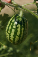 Growing small green striped watermelon plant in the garden, close-up. Farming and agriculture concept