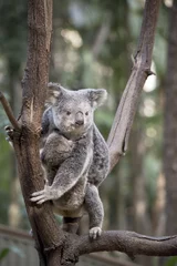 Crédence de cuisine en verre imprimé Koala koala avec joey