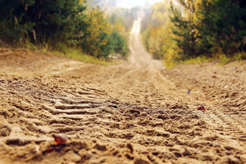 A sandy road in the autumn forest going beyond the horizon