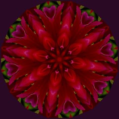 closeup of red dahlia, holiday, background