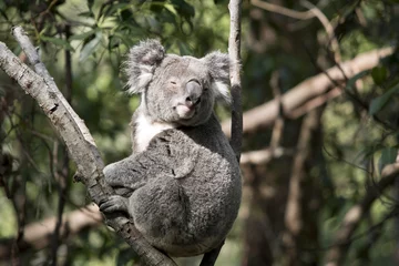 Papier Peint photo autocollant Koala koala