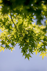 Obraz premium 夏の葉っぱ