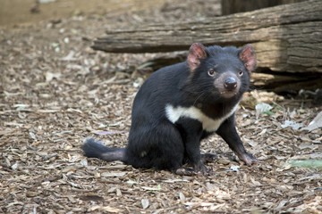 Tasmanian devil