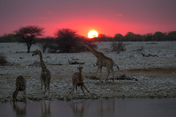 giraffe in africa looking for food